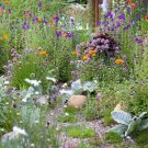 20 seeds Outdoor Perennial Ornamental Plants