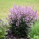 400 seeds Mixed Beardtongues Penstemon Perennial Flowering