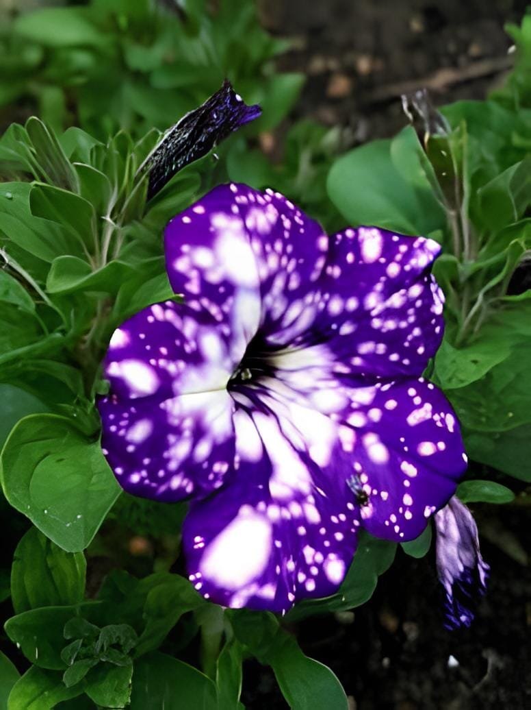 200 seeds Rare Beautiful Petunia Flower Plants