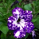 200 seeds Rare Beautiful Petunia Flower Plants