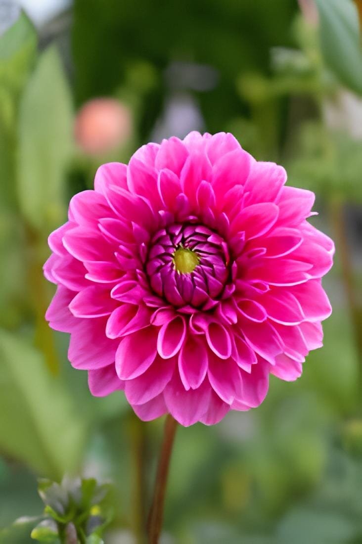 200 seeds Pieces Flowers Beautiful Seven Color Dahlia