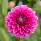 200 seeds Pieces Flowers Beautiful Seven Color Dahlia