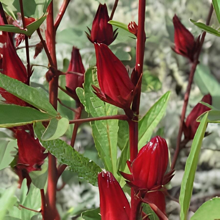 100 seeds Real Roselle semillas