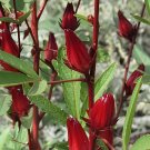 100 seeds Real Roselle semillas