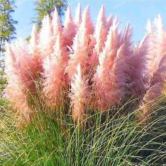 300 seeds Rare Colorful Pampas Grass Cortaderia