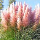 300 seeds Rare Colorful Pampas Grass Cortaderia
