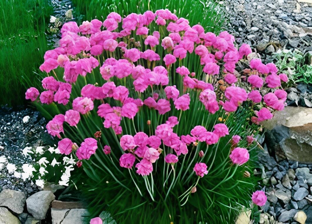 200 seeds Rare Armeria Maritima