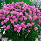 200 seeds Rare Armeria Maritima