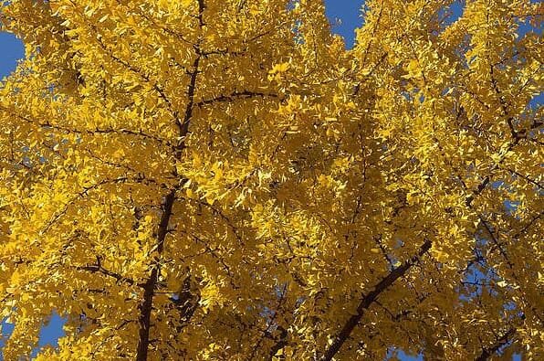 200 seeds Rare Best Ginkgo Tree African Outdoor Bright Tree Plant