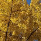 200 seeds Rare Best Ginkgo Tree African Outdoor Bright Tree Plant