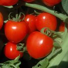 200 Seeds Tomatoberry Garden Hybrid Tomato