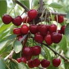 10 Seeds Rare Red Sweet Cherry Fruit Plant