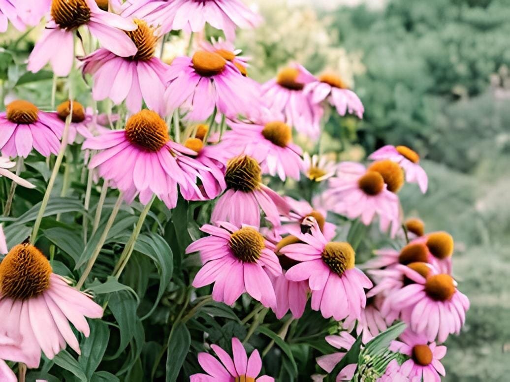 400 Seeds Cream & Sugar Echinacea x hybrida Elegant Bloom Coneflower