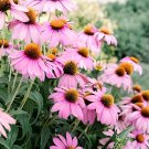 400 Seeds Cream & Sugar Echinacea x hybrida Elegant Bloom Coneflower