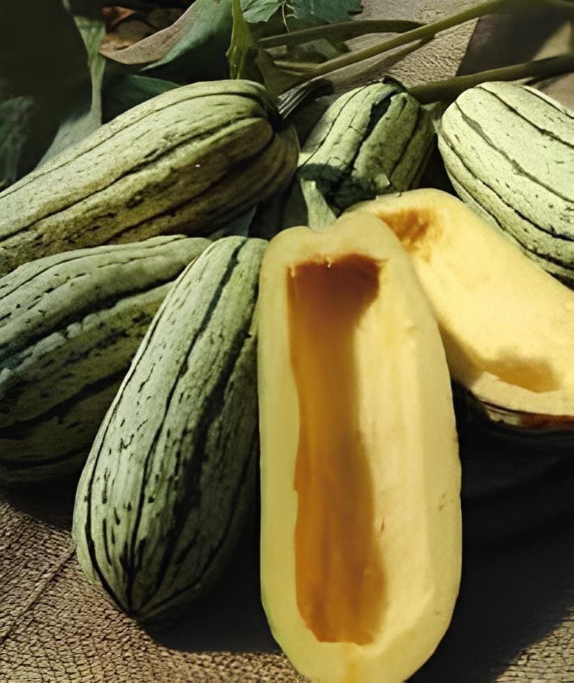 20 Seeds Delicata Little Sweet Squash Organic