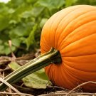 16 Seeds Bi-colored Ornamental Pumpkin with Five Pairs Edges Cucurbita