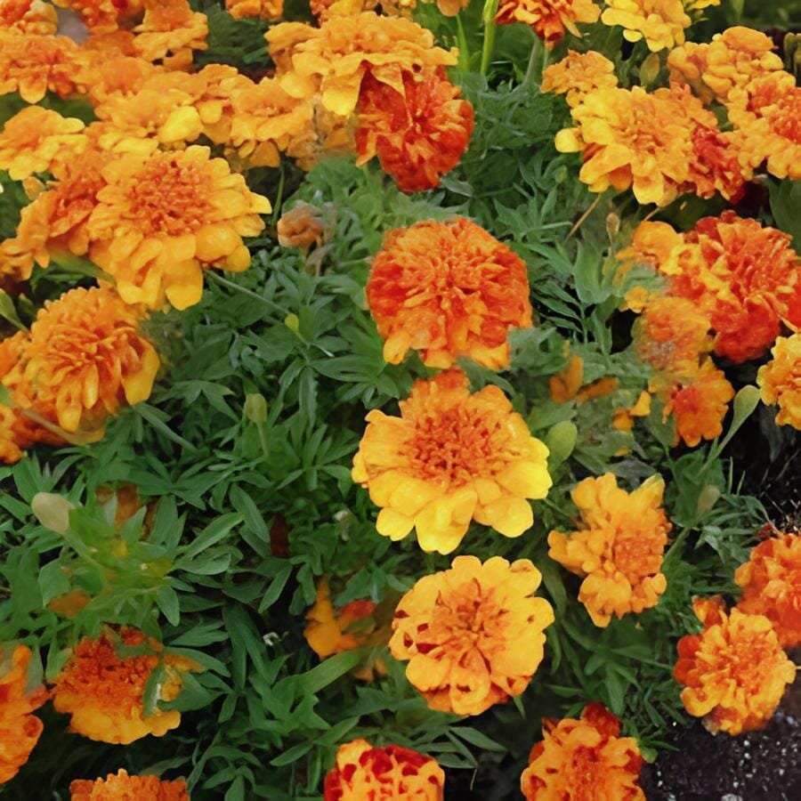 100 Seeds Bonsai French Marigold Tagetes Patula Annual Flower