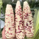 200 Seeds Purple Glutinous Maize Corn