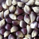 200 Seeds Popcorn Shaman's Blue Zea Mays