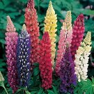 200 Seeds Russell Luplne Lupinus Orange Color