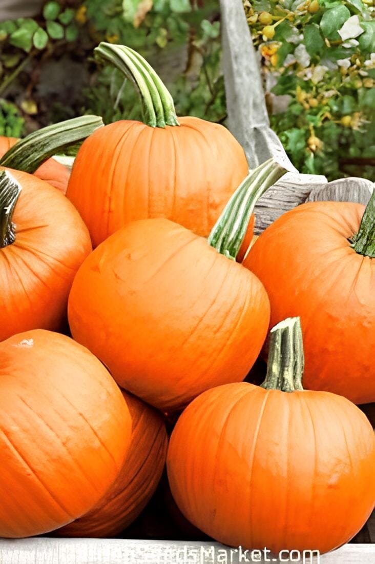 16 Seeds Gold 'Swan' Pumpkin Ornamental Edible Cucurbita