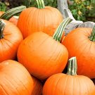 16 Seeds Gold 'Swan' Pumpkin Ornamental Edible Cucurbita