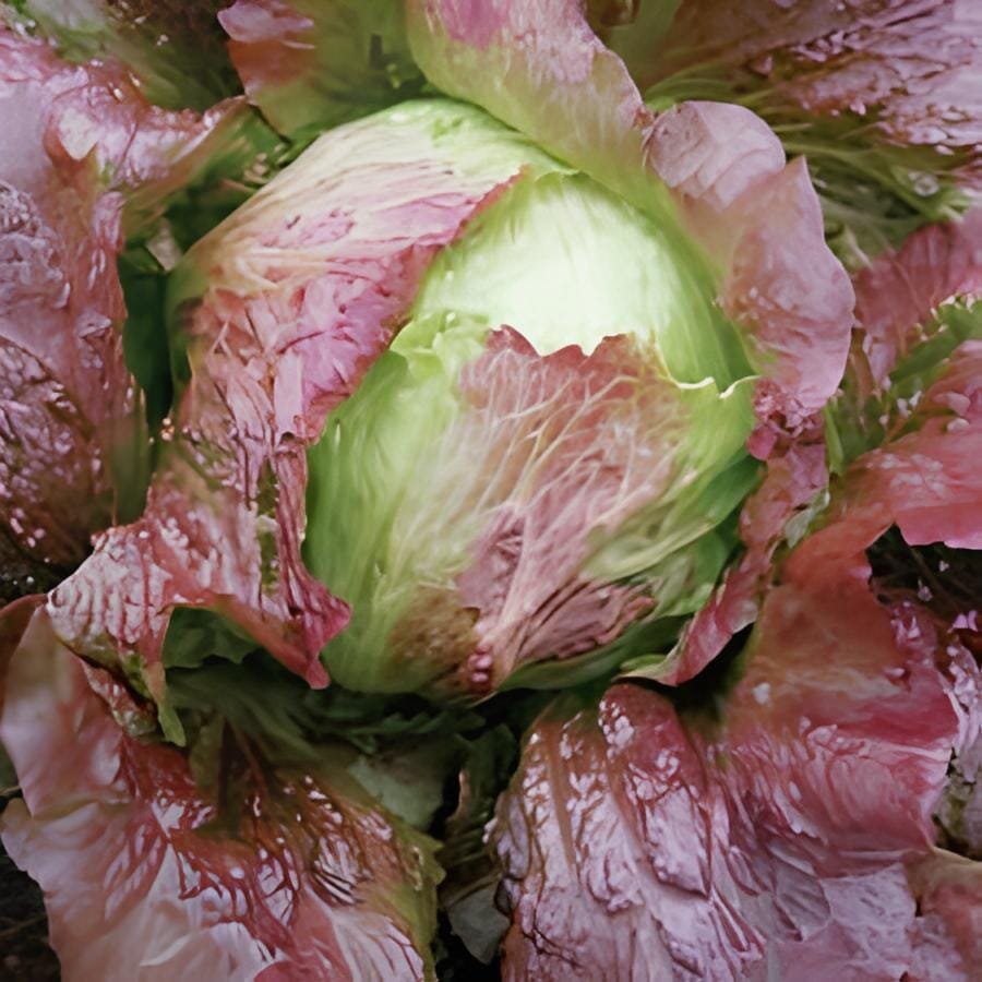 4000 Seeds Red Iceberg Lettuce Heirloom Organic