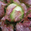 4000 Seeds Red Iceberg Lettuce Heirloom Organic