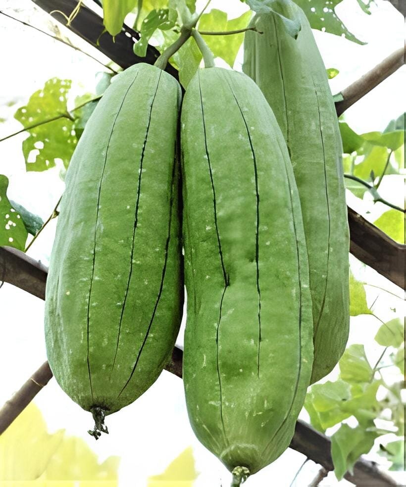 20 Seeds Rare Colorful Pumpkin 'Hua Hu Lu' Ornamental Edible Vegetable
