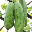 20 Seeds Rare Colorful Pumpkin 'Hua Hu Lu' Ornamental Edible Vegetable
