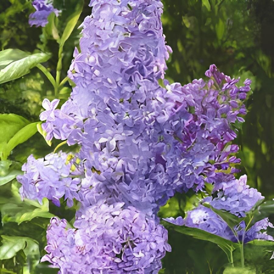 200 Seeds Purple White Lilac Bonsai Lilac Clove