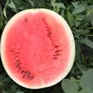 20 Seeds Chinese Gift Watermelon Hybrid Yellow Peel Red Watermelon