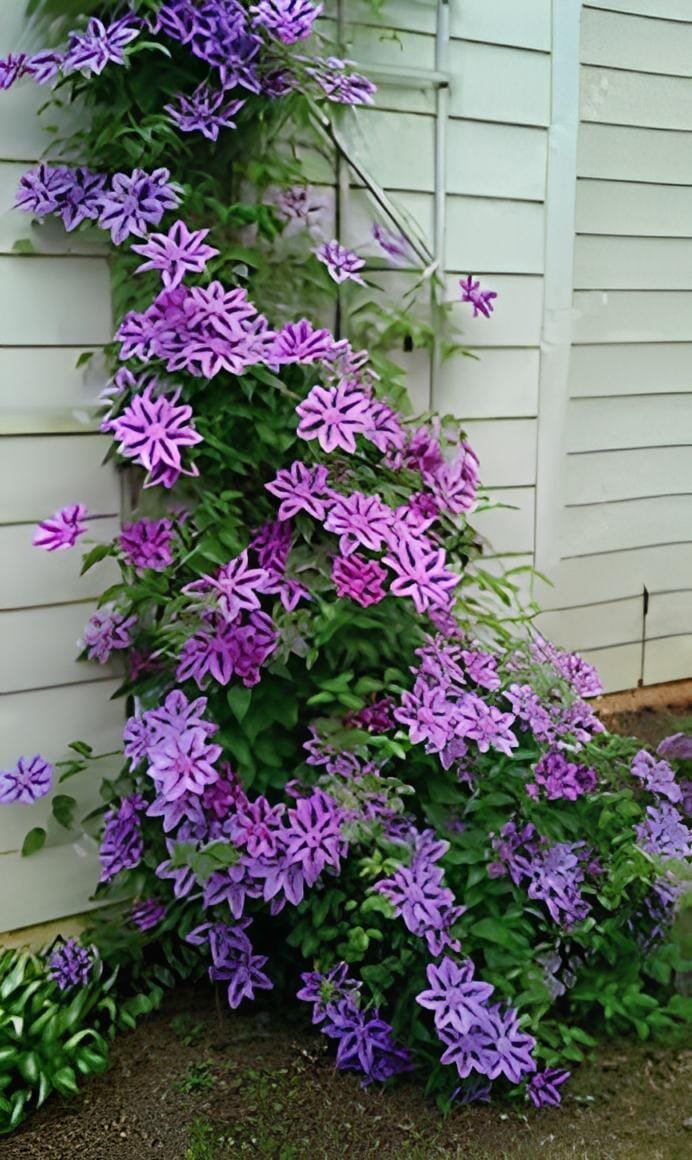 200 Seeds Clematis Vine Flower Purplish Red Color