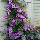 200 Seeds Clematis Vine Flower Purplish Red Color