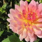 44 Seeds Type Flower Dahlia Pachyderms Flower Plant