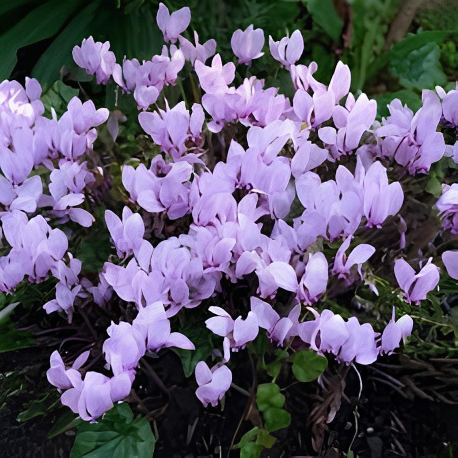 12 Seeds Cyclamen Hederifolium Ruby Glow
