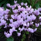 12 Seeds Cyclamen Hederifolium Ruby Glow