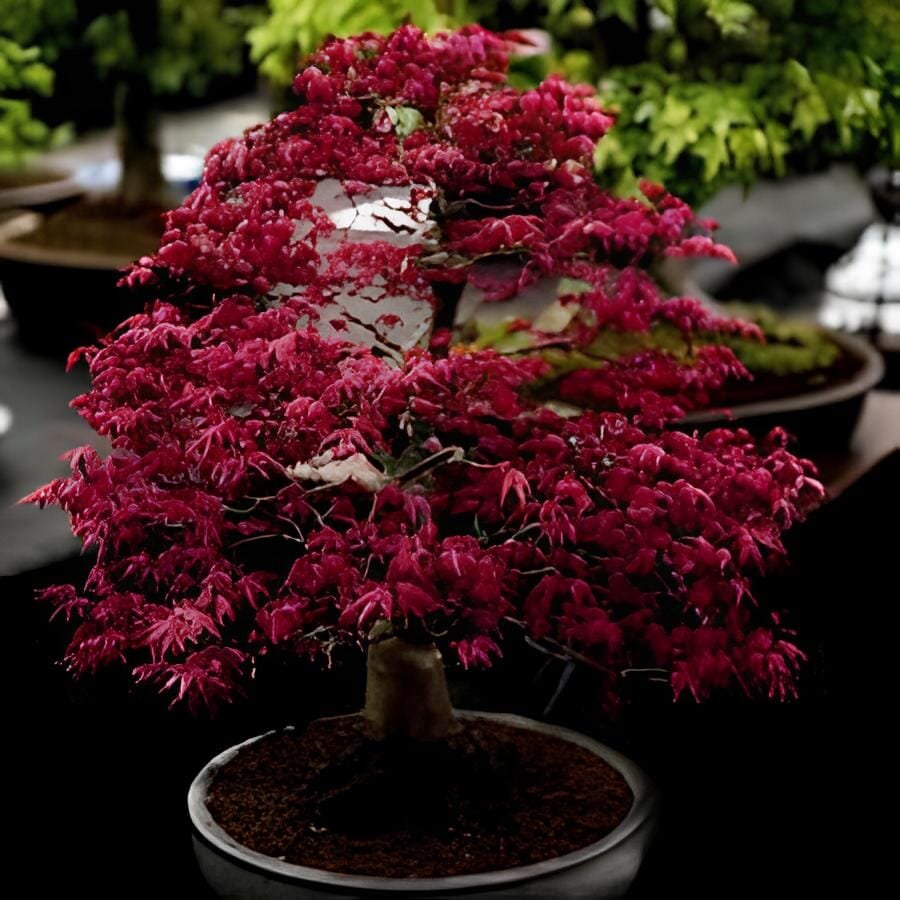 120 Seeds Rare Red Chinese Maple Seeds Acer (Palmatum atropurpureum) Bonsai