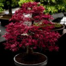 120 Seeds Rare Red Chinese Maple Seeds Acer (Palmatum atropurpureum) Bonsai