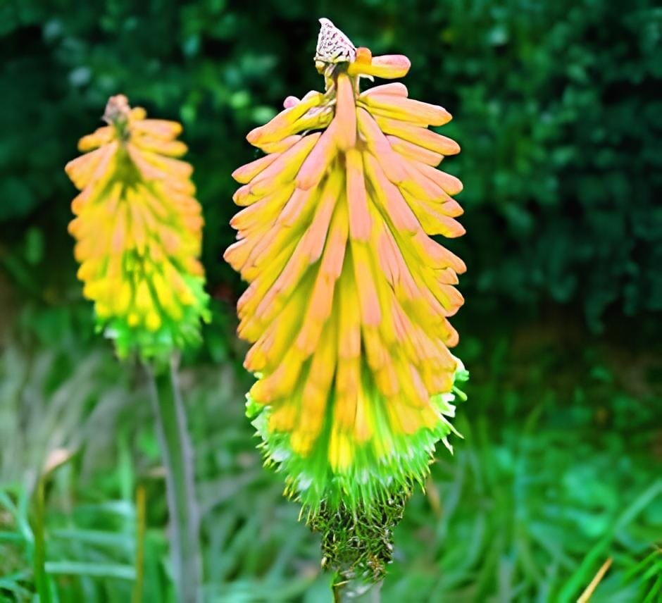 200 Seeds True Hot Poker (Kniphofia Uvaria) Beautiful Torch Lily Flower