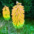 200 Seeds True Hot Poker (Kniphofia Uvaria) Beautiful Torch Lily Flower