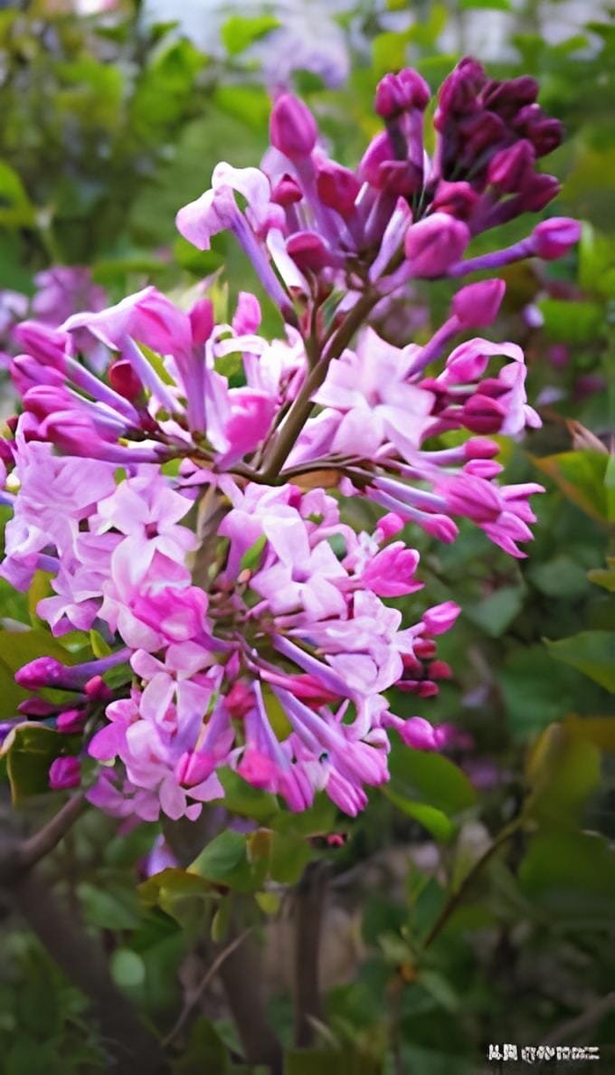 120 Seeds Lilac Flowers Syzygium Aromaticum Flower