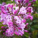 120 Seeds Lilac Flowers Syzygium Aromaticum Flower