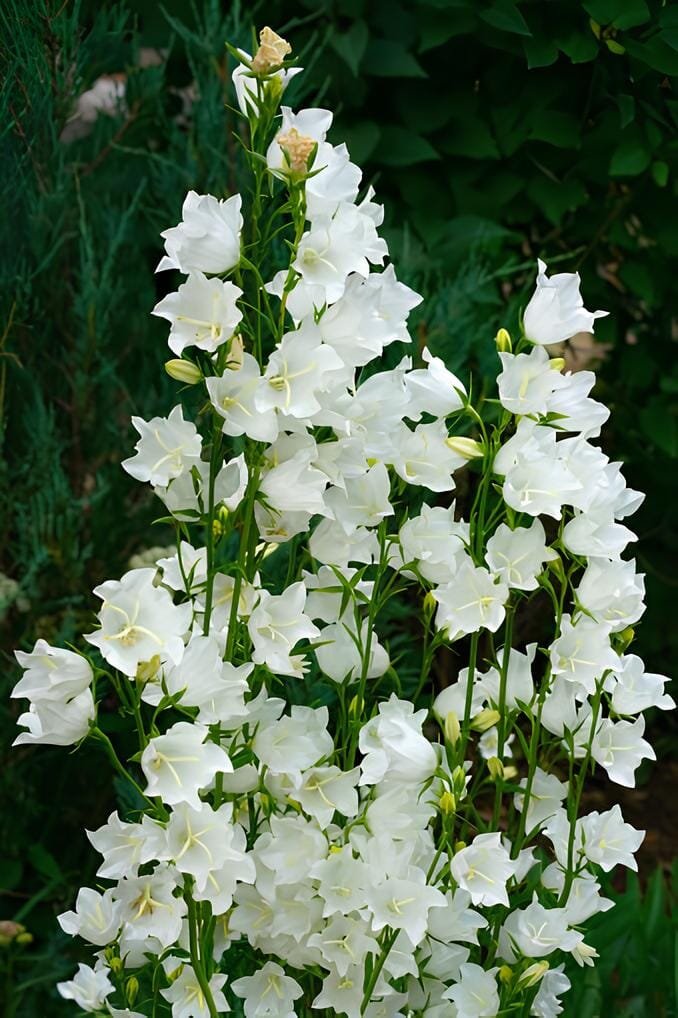 30 Seeds Colorful Campanula Flower