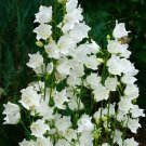 30 Seeds Colorful Campanula Flower