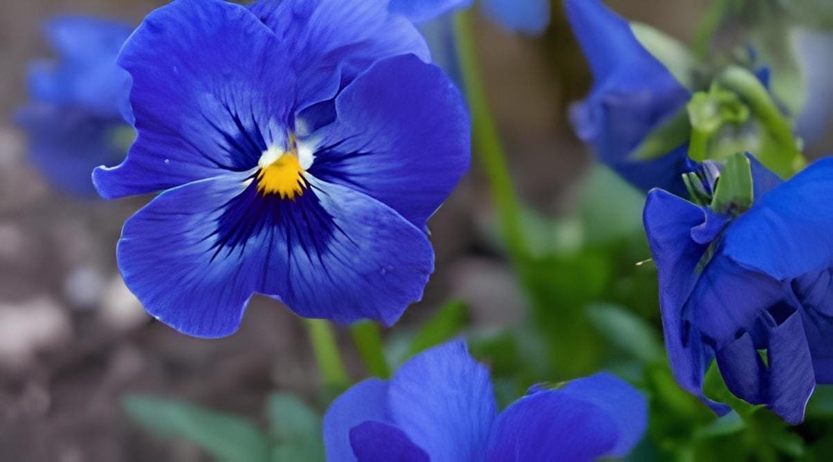 200 Seeds Pansy Flower Mix Color Blooming Wavy Viola Tricolor