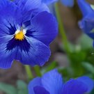 200 Seeds Pansy Flower Mix Color Blooming Wavy Viola Tricolor