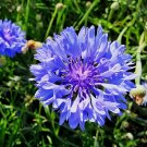 200 Seeds Cornflower Flower Seeds Bluish Purple Color