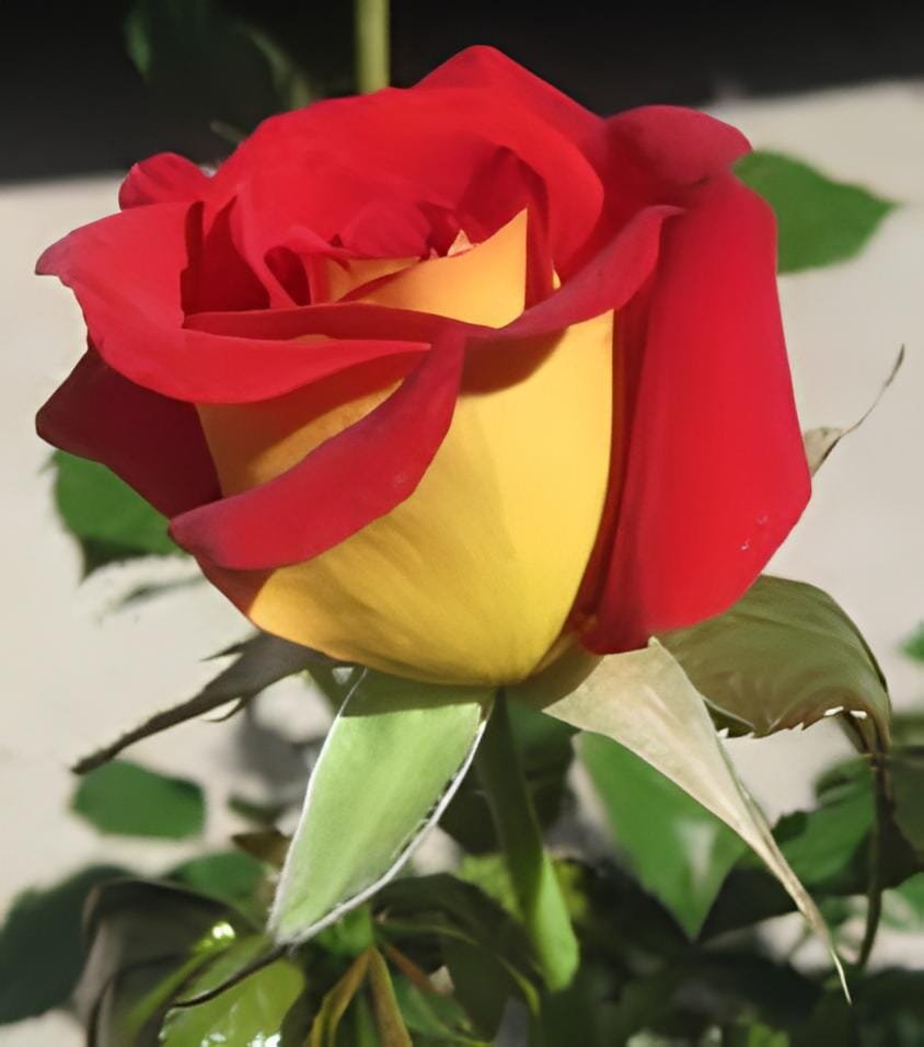 100 Seeds Red Yellow Rose Flowers