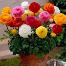 200 Seeds Anunculus asiaticus Flower Mixed Colorful Flowers